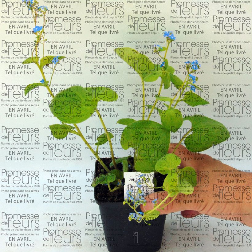 Example of Brunnera macrophylla Green Gold - Kaukasus-Vergißmeinnicht Kleine Töpfe von 8/9 cm as you get