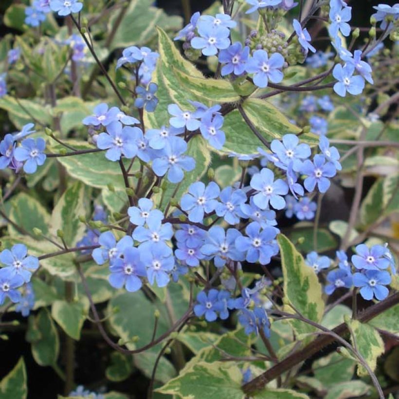 Brunnera macrophylla Hadspen cream - Kaukasus-Vergißmeinnicht (Flowering)