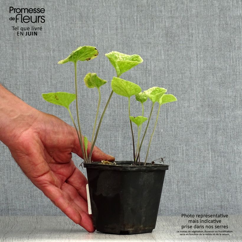 Exemplar von Brunnera macrophylla Hadspen cream - Kaukasus-Vergißmeinnicht Kleine Töpfe von 8/9 cm wie im Sommer geliefert