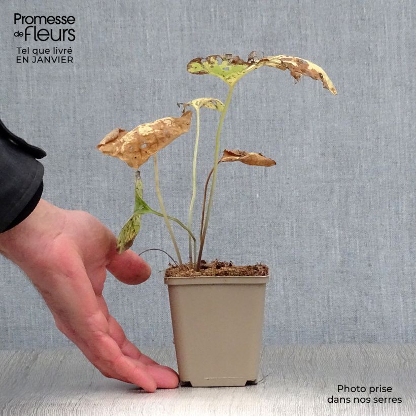 Exemplar von Brunnera macrophylla Hadspen cream - Kaukasus-Vergißmeinnicht Kleine Töpfe von 8/9 cm wie im Winter geliefert