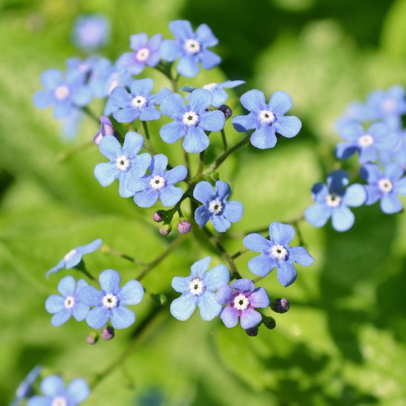 Brunnera macrophylla Jack Frost - Kaukasus-Vergißmeinnicht (Flowering)