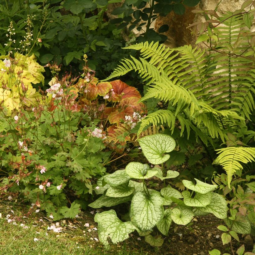 Brunnera macrophylla Jack Frost - Kaukasus-Vergißmeinnicht (Plant habit)