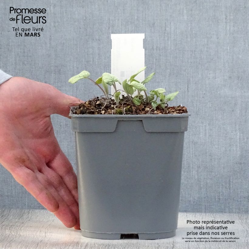 Exemplar von Brunnera macrophylla Jack Frost - Kaukasus-Vergißmeinnicht Topf mit 2L/3L wie im Frühjahr geliefert