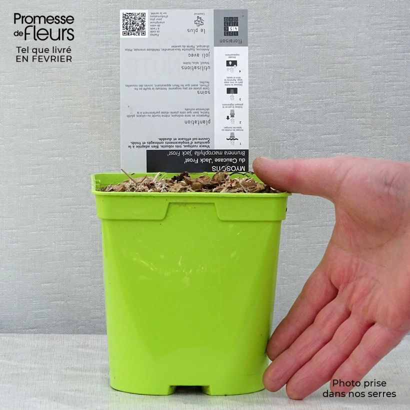 Exemplar von Brunnera macrophylla Jack Frost - Kaukasus-Vergißmeinnicht Topf mit 2L/3L wie im Winter geliefert