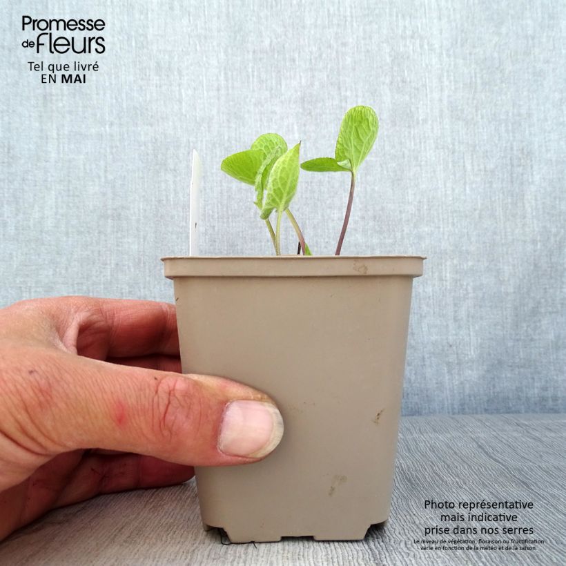 Exemplar von Brunnera macrophylla Jack of Diamonds - Kaukasus-Vergißmeinnicht Kleine Töpfe von 8/9 cm wie im Frühjahr geliefert