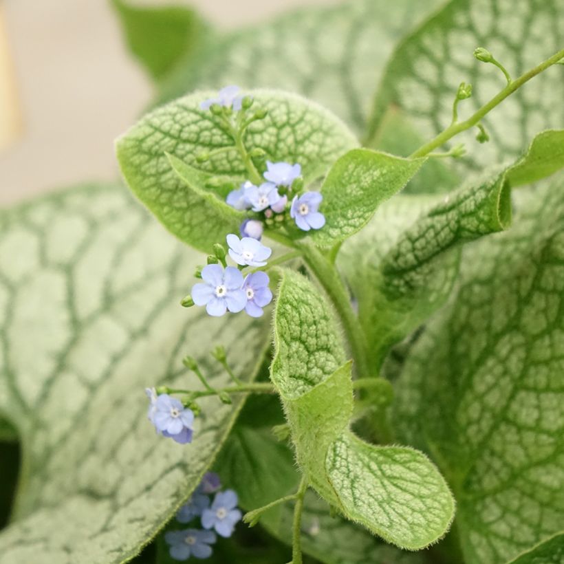 Brunnera macrophylla Jack of Diamonds - Kaukasus-Vergißmeinnicht (Flowering)