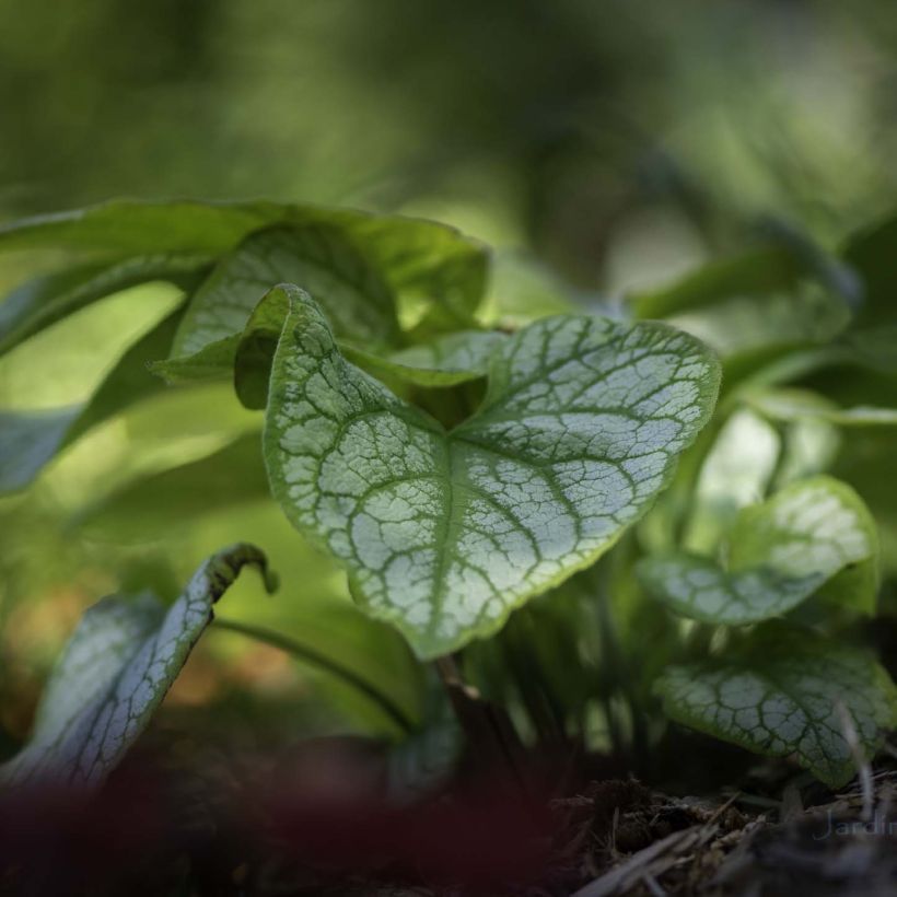 Brunnera macrophylla Jack's Gold - Kaukasus-Vergißmeinnicht (Foliage)