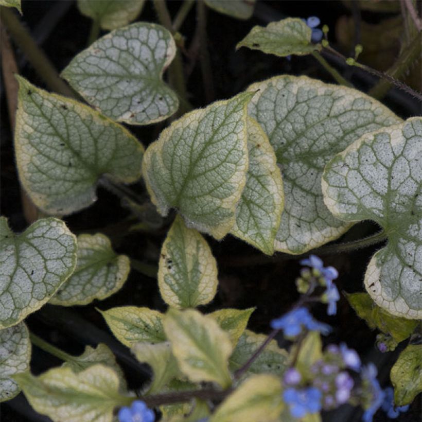 Brunnera macrophylla King's Ramson - Kaukasus-Vergißmeinnicht (Foliage)