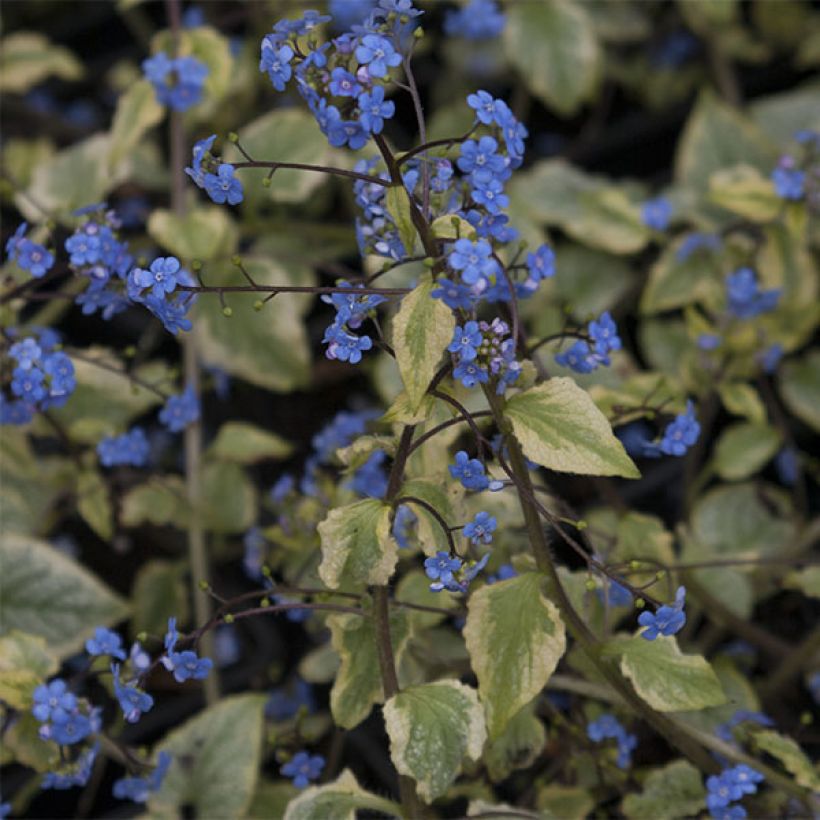 Brunnera macrophylla King's Ramson - Kaukasus-Vergißmeinnicht (Flowering)