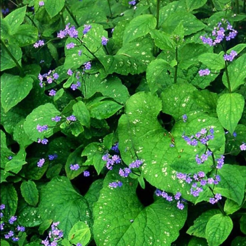 Brunnera macrophylla Langtrees - Kaukasus-Vergißmeinnicht (Flowering)
