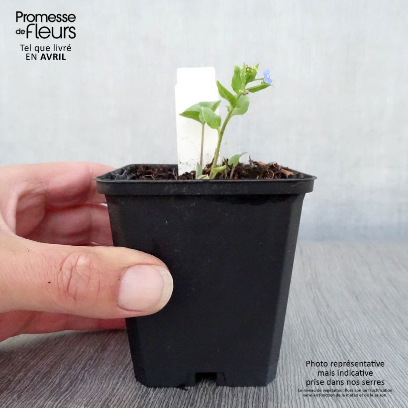 Exemplar von Brunnera macrophylla Langtrees - Kaukasus-Vergißmeinnicht Kleine Töpfe von 8/9 cm wie im Frühjahr geliefert