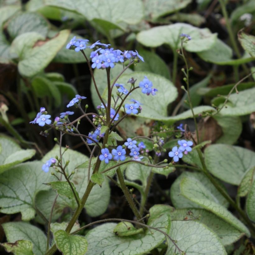 Brunnera macrophylla Looking Glass - Kaukasus-Vergißmeinnicht (Plant habit)