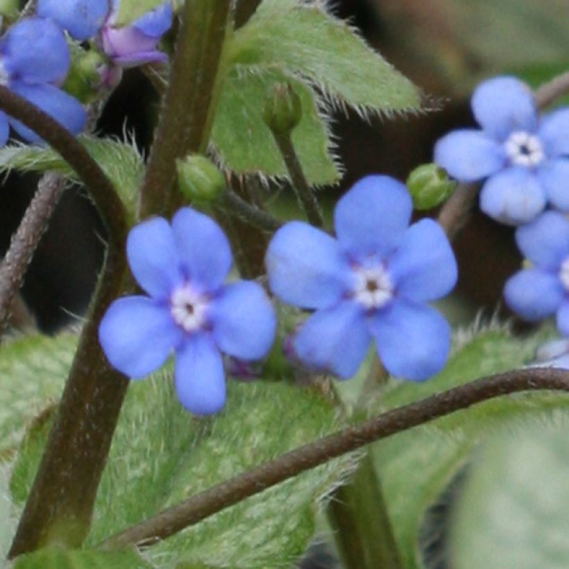 Brunnera macrophylla Looking Glass - Kaukasus-Vergißmeinnicht (Flowering)