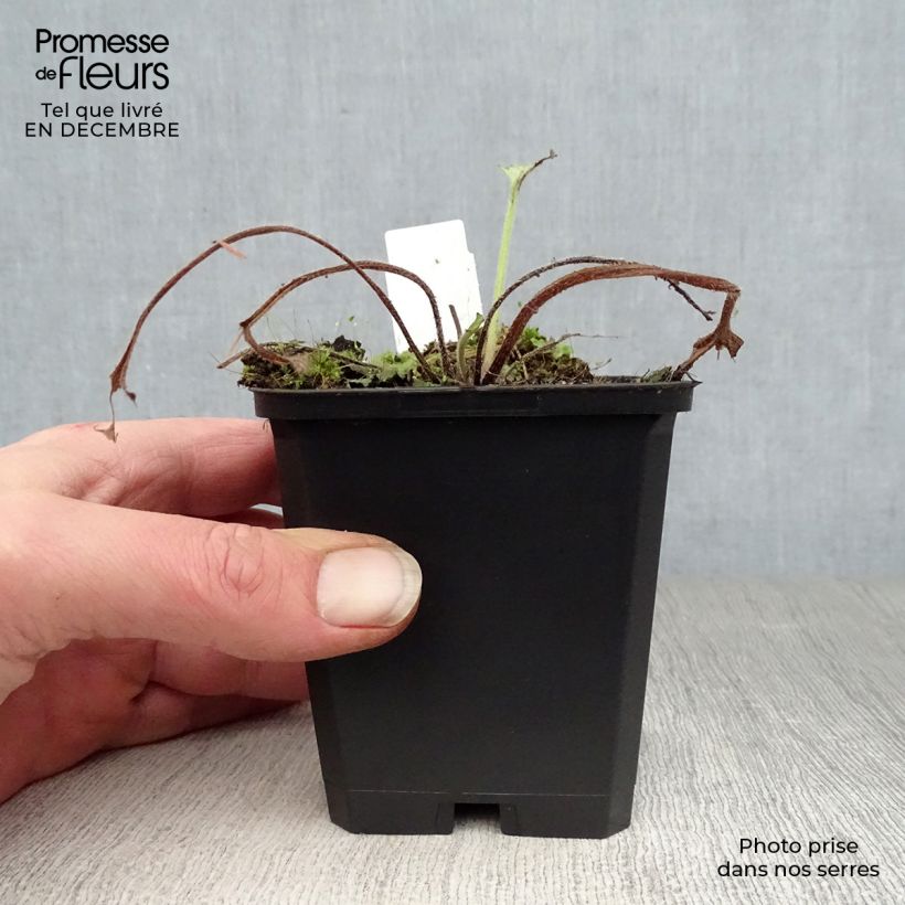 Exemplar von Brunnera macrophylla Looking Glass - Kaukasus-Vergißmeinnicht Kleine Töpfe von 8/9 cm wie im Winter geliefert