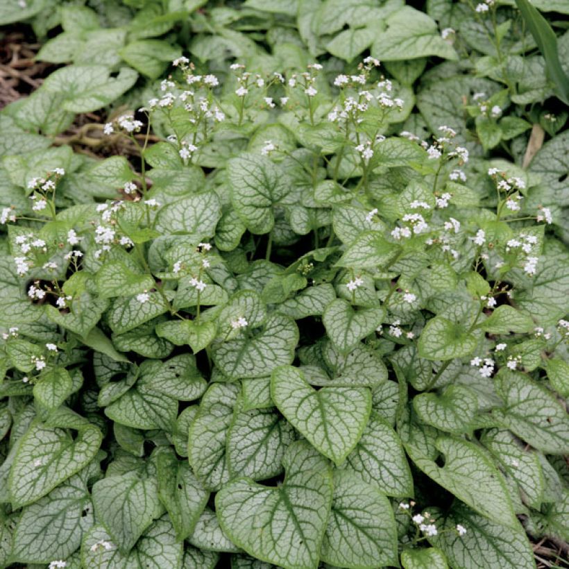 Brunnera macrophylla Mr Morse - Kaukasus-Vergißmeinnicht (Plant habit)