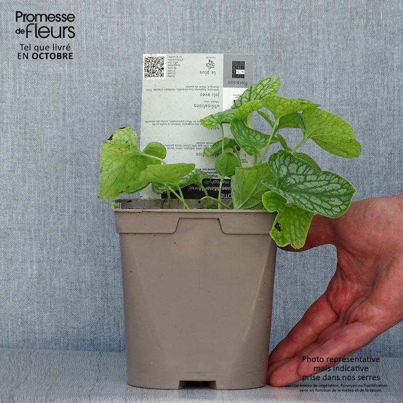 Example of Brunnera macrophylla Mr Morse - Kaukasus-Vergißmeinnicht Topf mit 2L/3L as you get in automne