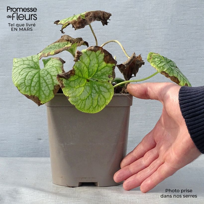Exemplar von Brunnera macrophylla Mr Morse - Kaukasus-Vergißmeinnicht Topf mit 2L/3L wie im Frühjahr geliefert
