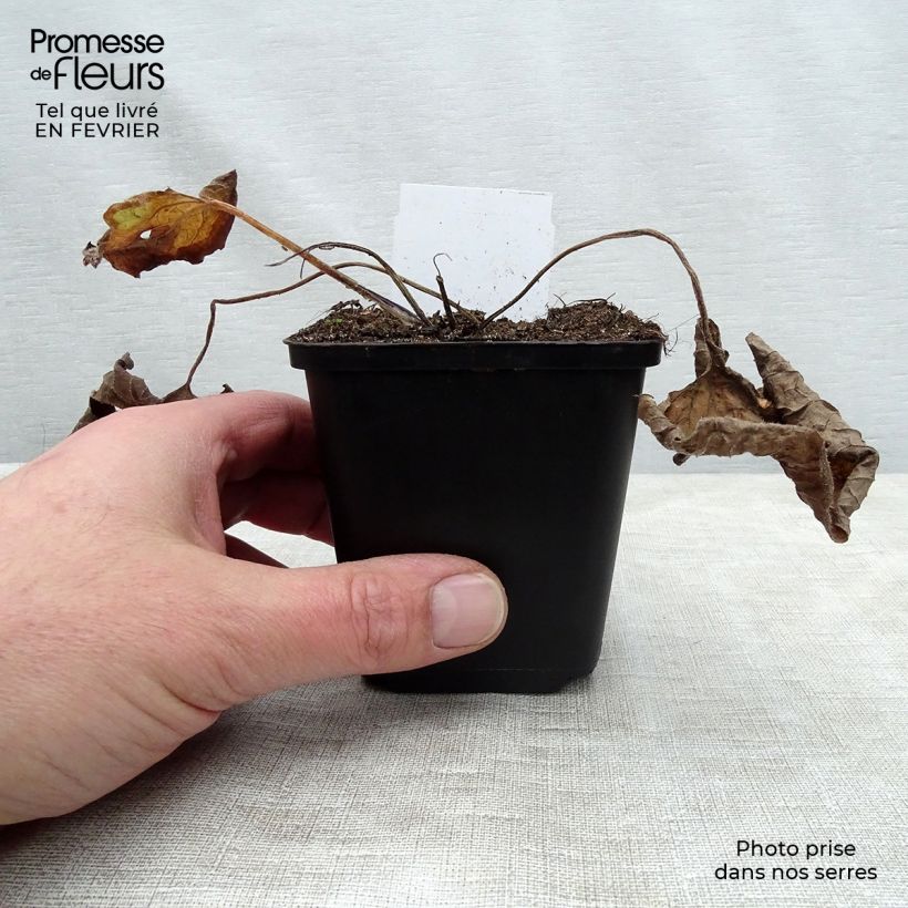 Exemplar von Brunnera macrophylla - Kaukasus-Vergißmeinnicht Kleine Töpfe von 8/9 cm wie im Winter geliefert