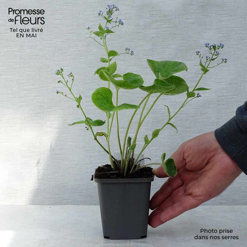 Exemplar von Brunnera macrophylla - Kaukasus-Vergißmeinnicht Kleine Töpfe von 8/9 cm wie im Frühjahr geliefert