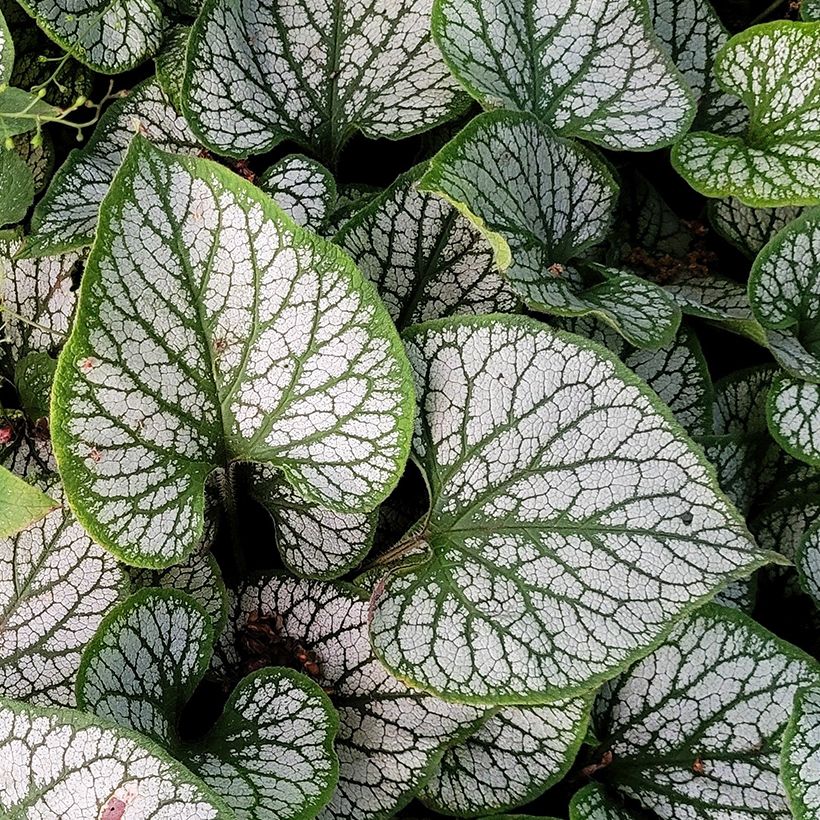 Brunnera macrophylla Queen of Hearts - Kaukasus-Vergißmeinnicht (Foliage)