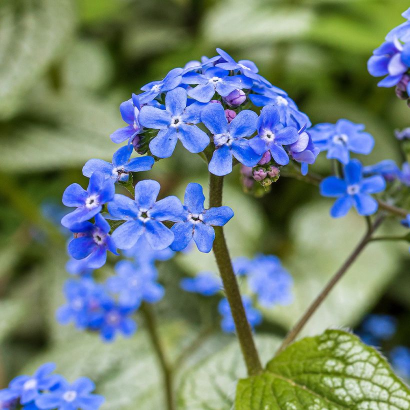 Brunnera macrophylla Queen of Hearts - Kaukasus-Vergißmeinnicht (Flowering)