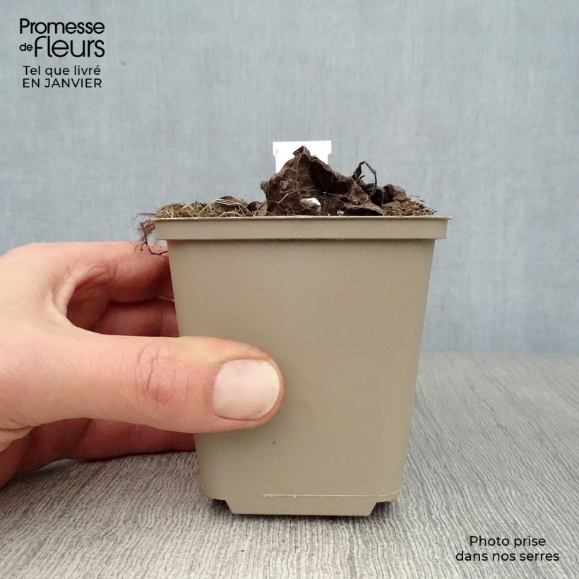 Exemplar von Brunnera macrophylla Silver Heart - Kaukasus-Vergißmeinnicht Kleine Töpfe von 8/9 cm wie im Winter geliefert