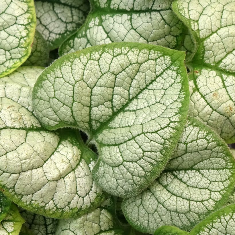 Brunnera macrophylla Silver Heart - Kaukasus-Vergißmeinnicht (Foliage)