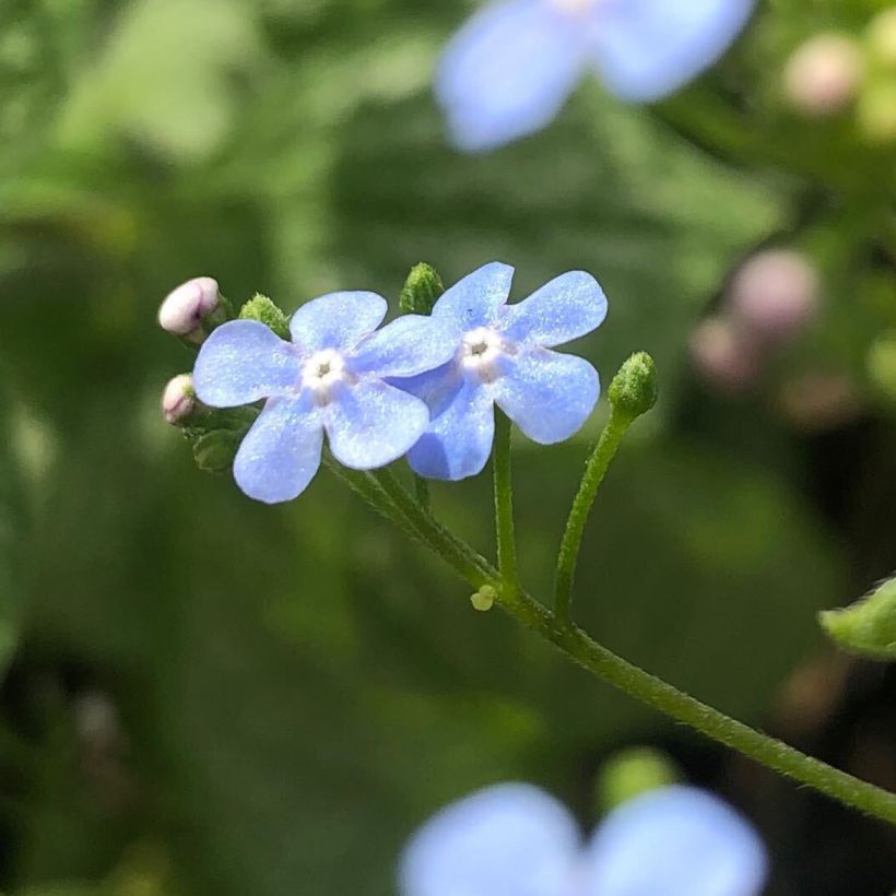 Brunnera macrophylla Silver Heart - Kaukasus-Vergißmeinnicht (Flowering)