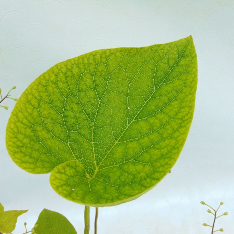 Brunnera macrophylla Starry Eyes - Kaukasus-Vergißmeinnicht (Foliage)