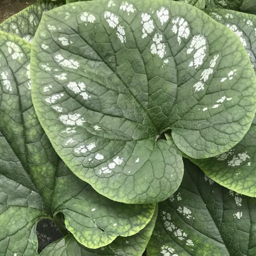 Brunnera macrophylla White Zebra - Kaukasus-Vergißmeinnicht (Foliage)