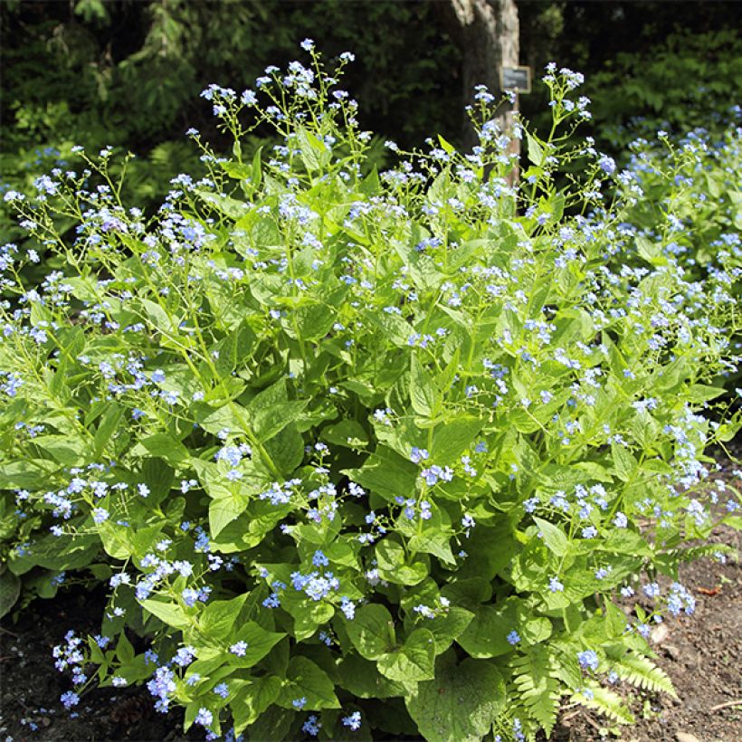 Brunnera macrophylla Yellow spring - Kaukasus-Vergißmeinnicht (Plant habit)