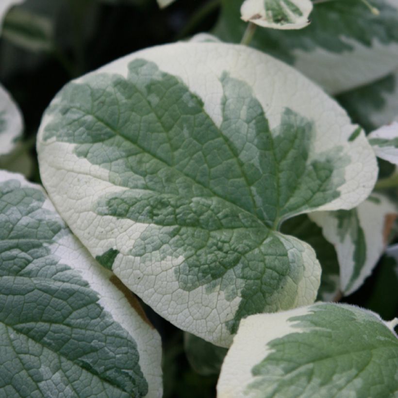 Brunnera macrophylla Variegata - Kaukasus-Vergißmeinnicht (Foliage)