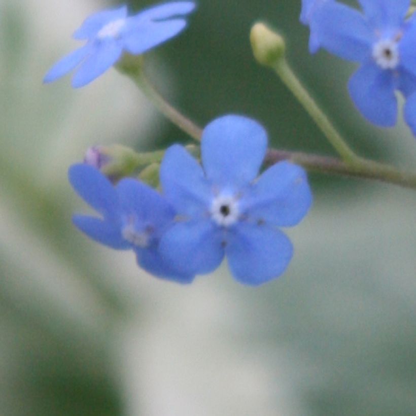 Brunnera macrophylla Variegata - Kaukasus-Vergißmeinnicht (Flowering)