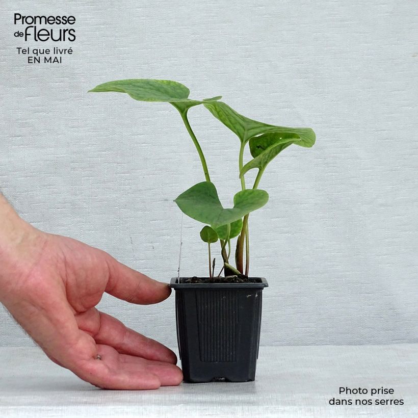 Exemplar von Brunnera sibirica - Sibirisches Vergißmeinnicht Kleine Töpfe von 8/9 cm wie im Frühjahr geliefert