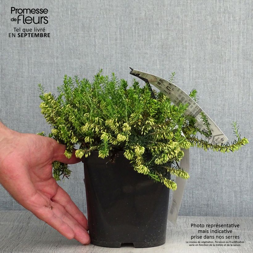 Example of Schnee-Heide Isabell - Erica carnea Topf mit 2L/3L as you get in automne