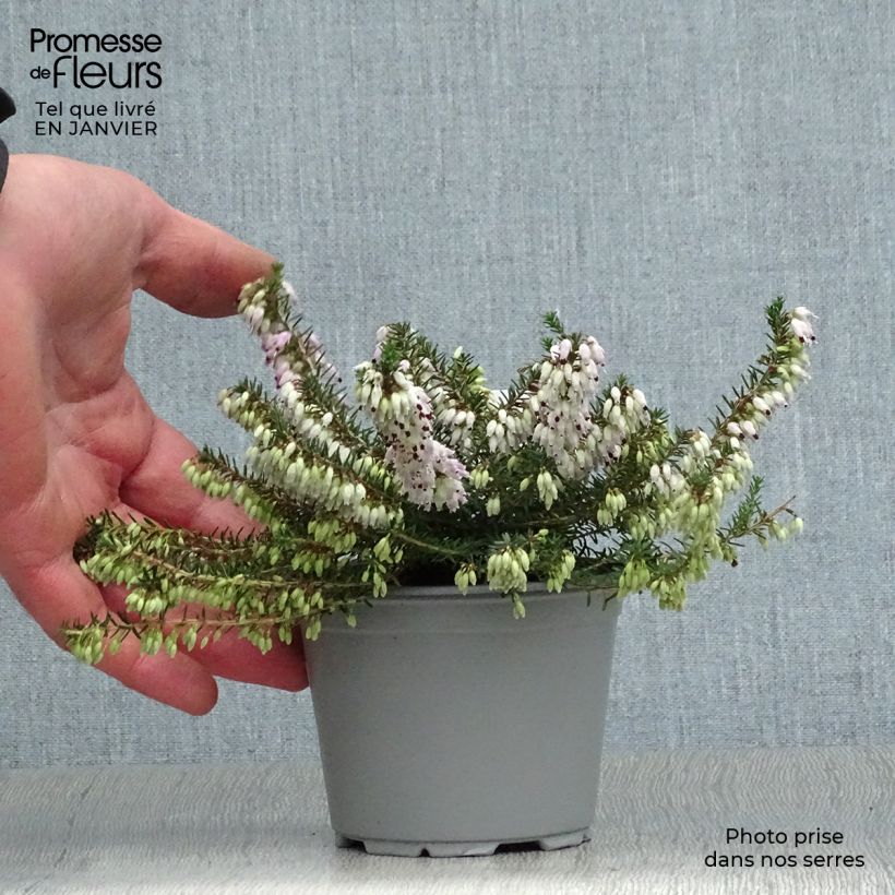 Exemplar von Schnee-Heide December Red - Erica carnea Kleine Töpfe von 8/9 cm wie im Winter geliefert