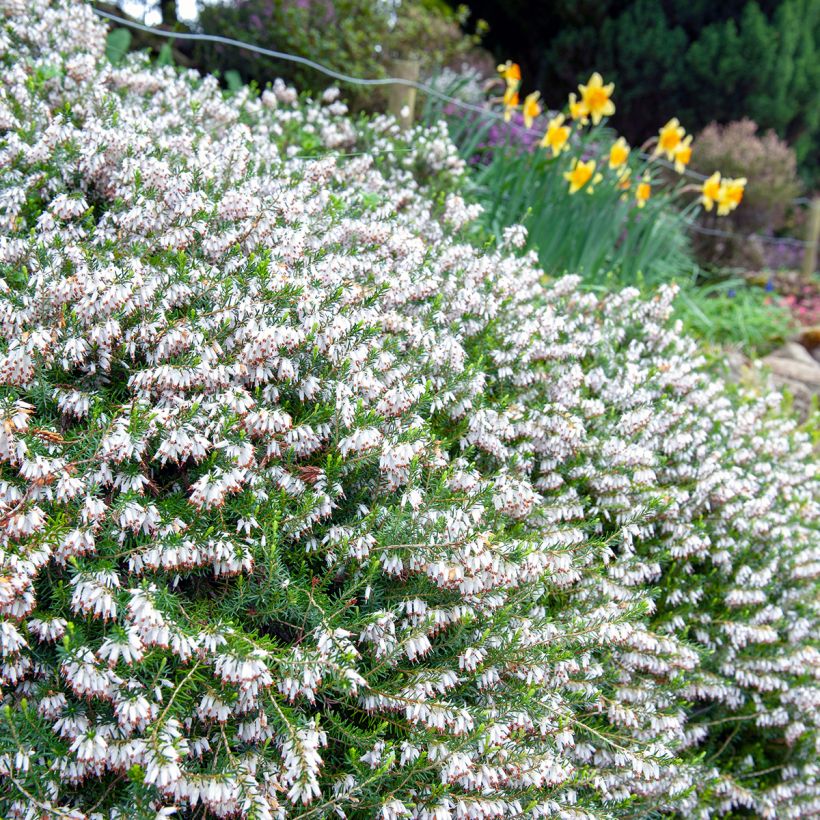 Schnee-Heide Springwood White - Erica carnea (Plant habit)
