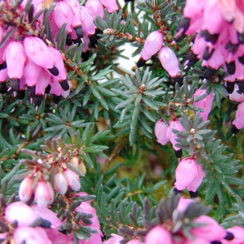 Winterblühende Heide Winter Belles Lucie - Erica darleyensis (Foliage)