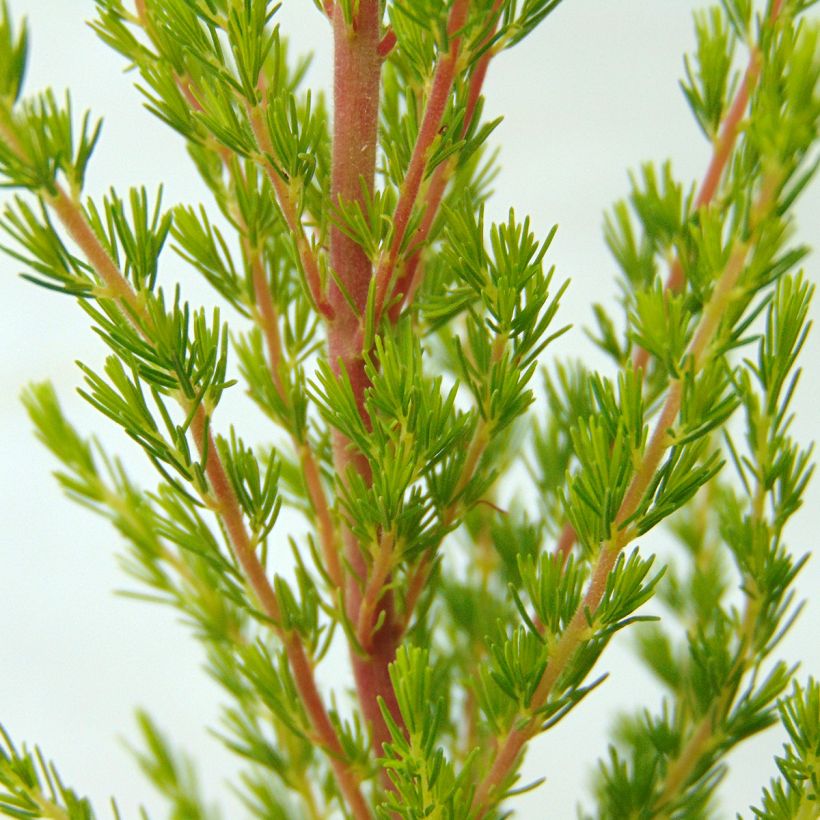 Baum-Heide Great Star Le Vasterival - Erica arborea (Foliage)