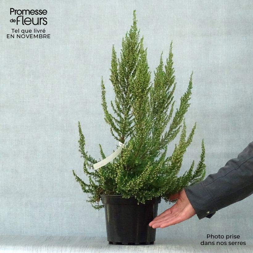 Example of Baum-Heide Great Star Le Vasterival - Erica arborea Topf mit 4L/5L as you get in automne