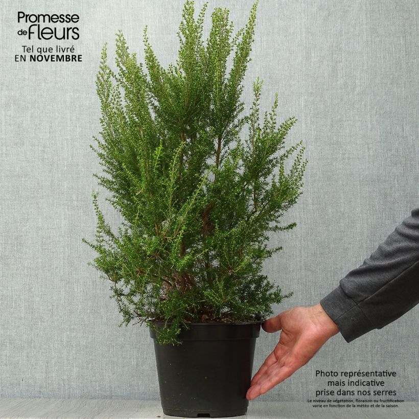 Example of Baum-Heide Pink Joy - Erica arborea Topf mit 4L/5L as you get in automne