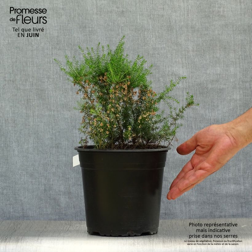 Exemplar von Baum-Heide Pink Joy - Erica arborea Topf mit 4L/5L wie im Sommer geliefert