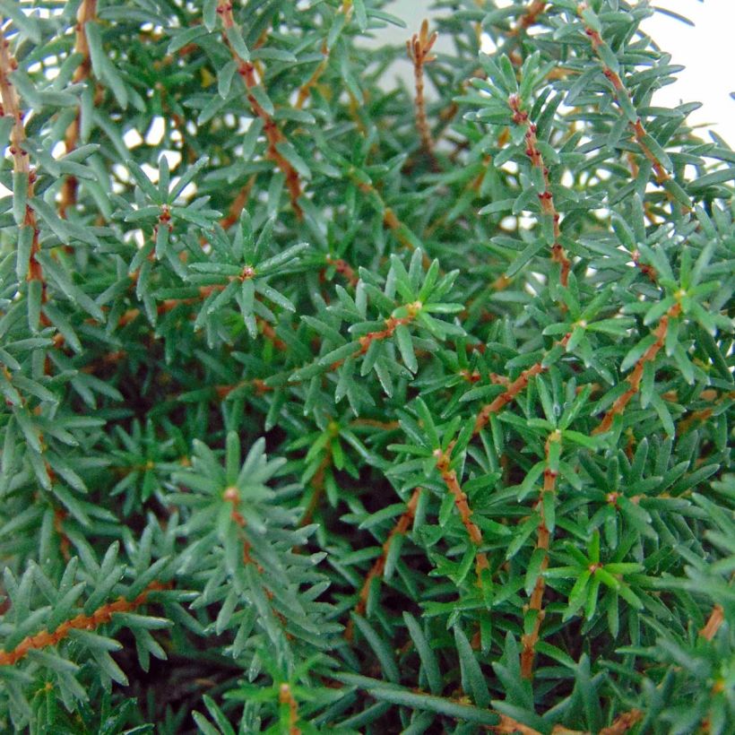 Winterblühende Heide Kramer's Rote - Erica darleyensis (Foliage)