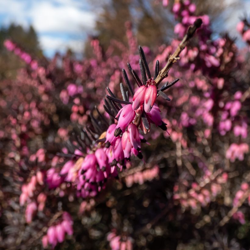 Winterblühende Heide Kramer's Rote - Erica darleyensis (Flowering)
