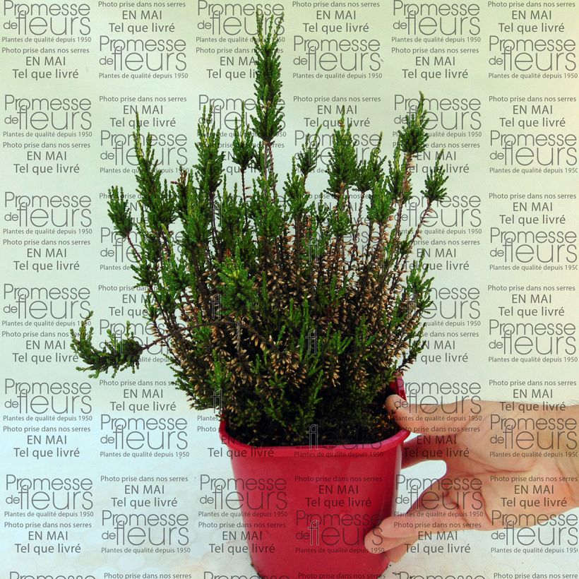 Example of Besenheide Allegro - Calluna vulgaris Topf mit 1L/1,5L as you get