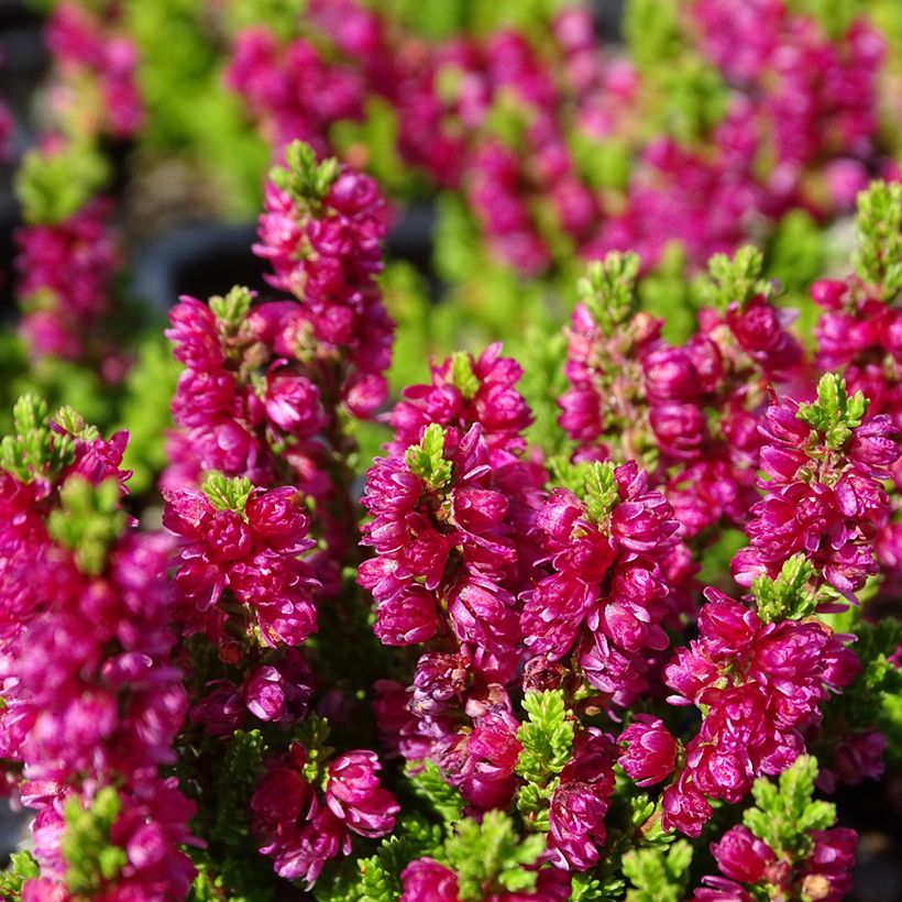 Besenheide Dark Beauty - Calluna vulgaris (Flowering)