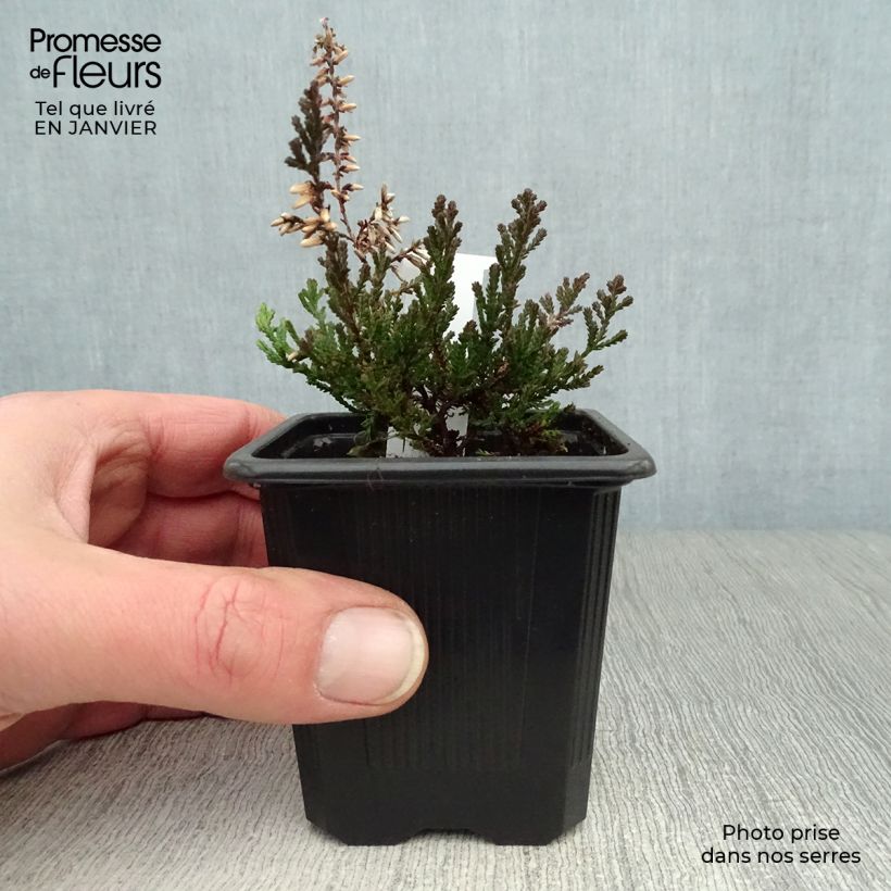 Exemplar von Besenheide Marlies - Calluna vulgaris Kleine Töpfe von 8/9 cm wie im Winter geliefert
