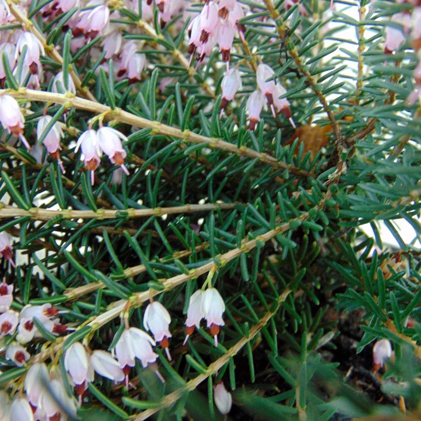 Winterblühende Heide Ghost Hills - Erica darleyensis (Foliage)