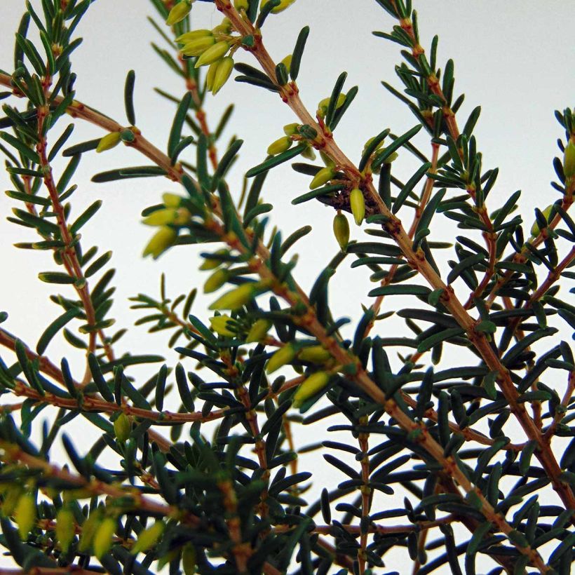 Winterblühende Heide Silberschmelze - Erica darleyensis (Foliage)