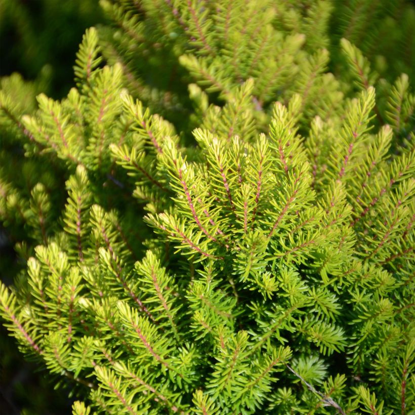 Winterblühende Heide Winter Belles Tylou - Erica darleyensis (Foliage)